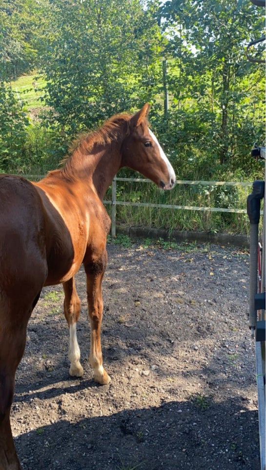 Dansk Varmblod hingst 1 år