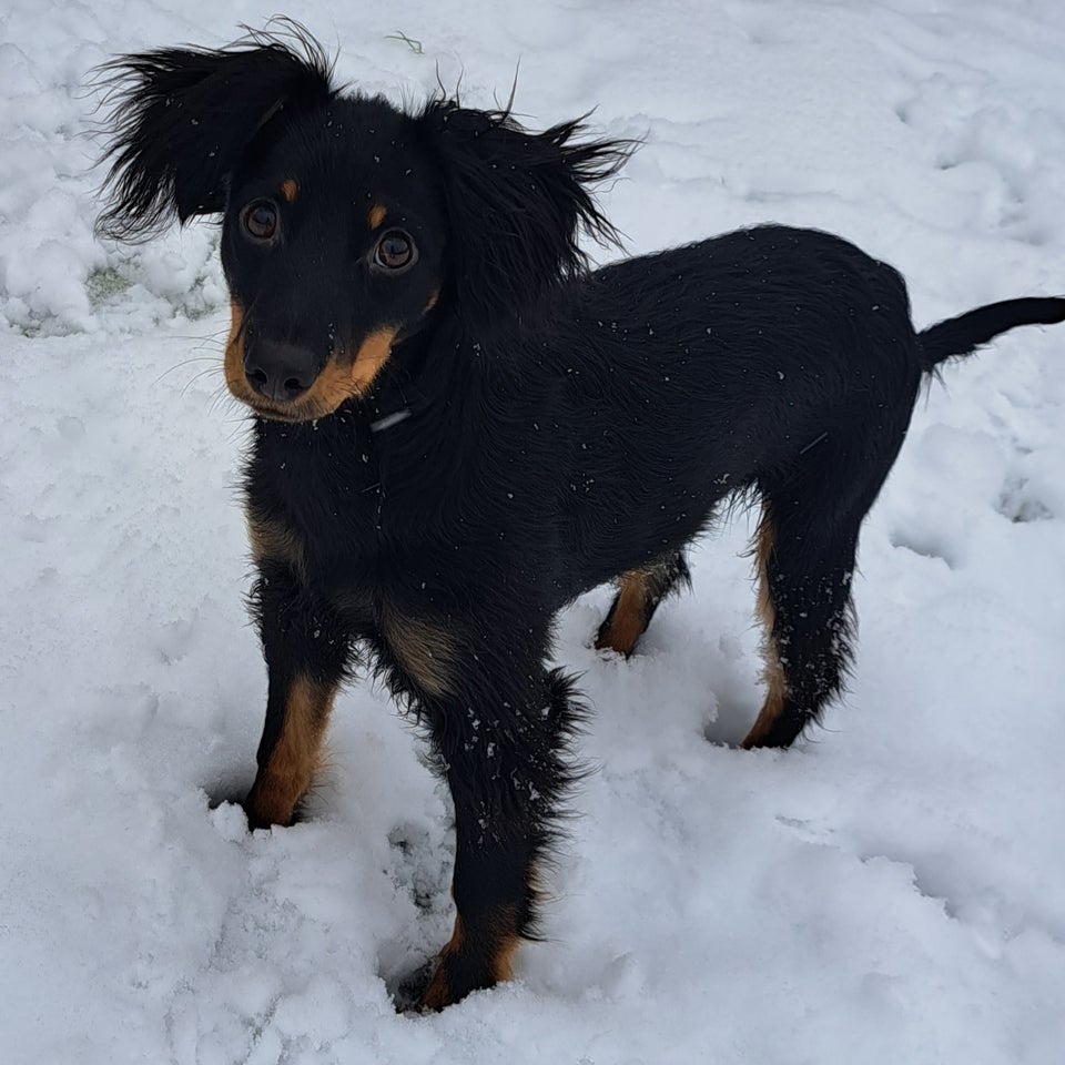 Russisk toy terry blanding hund