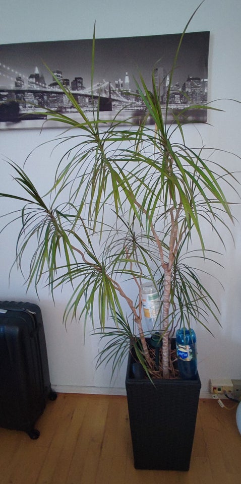 Dracaena, Stueplante