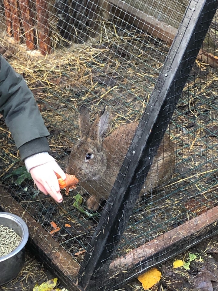 Skøn kanin søger nyt hjem!