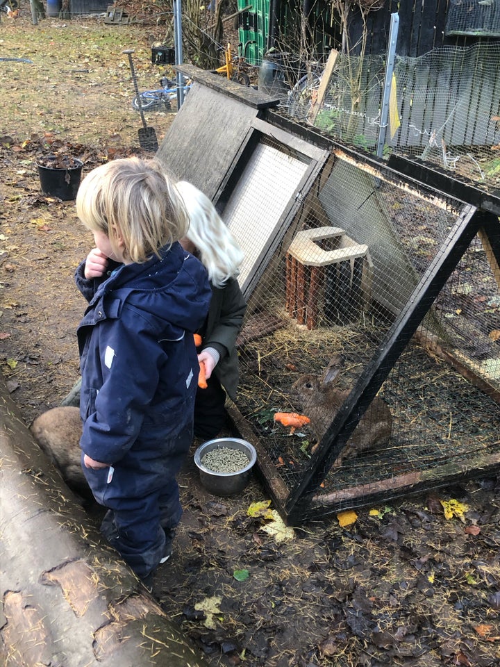 Skøn kanin søger nyt hjem!