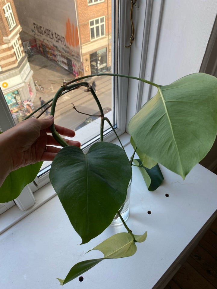 FREE! Monstera cuttings