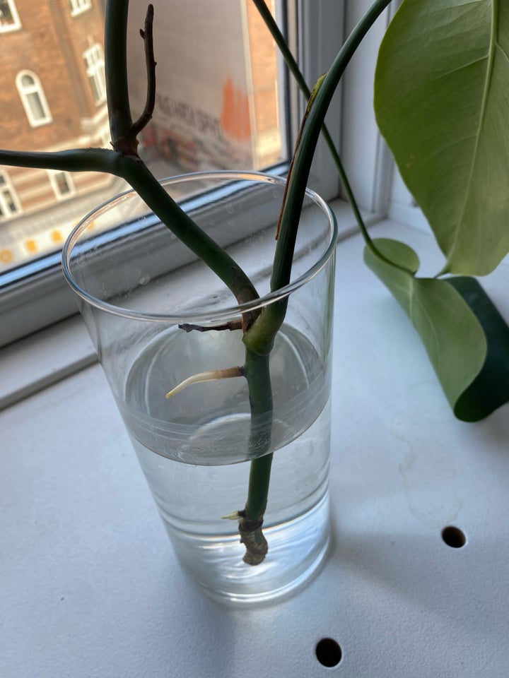 FREE! Monstera cuttings