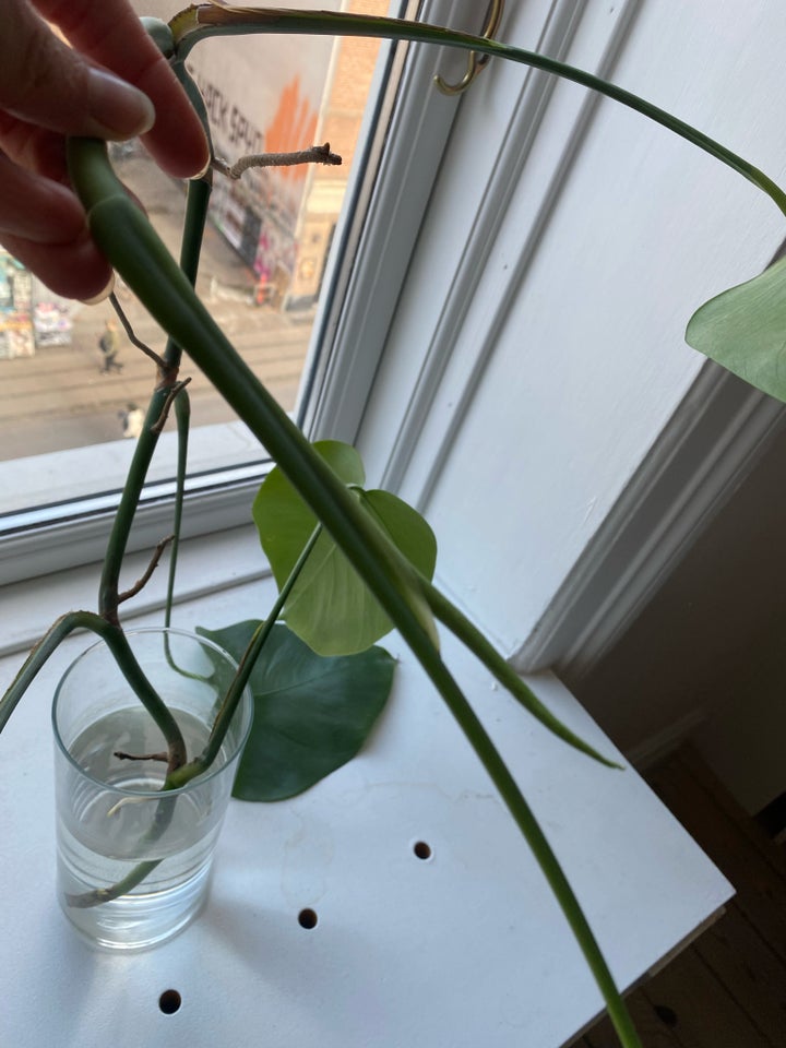 FREE! Monstera cuttings