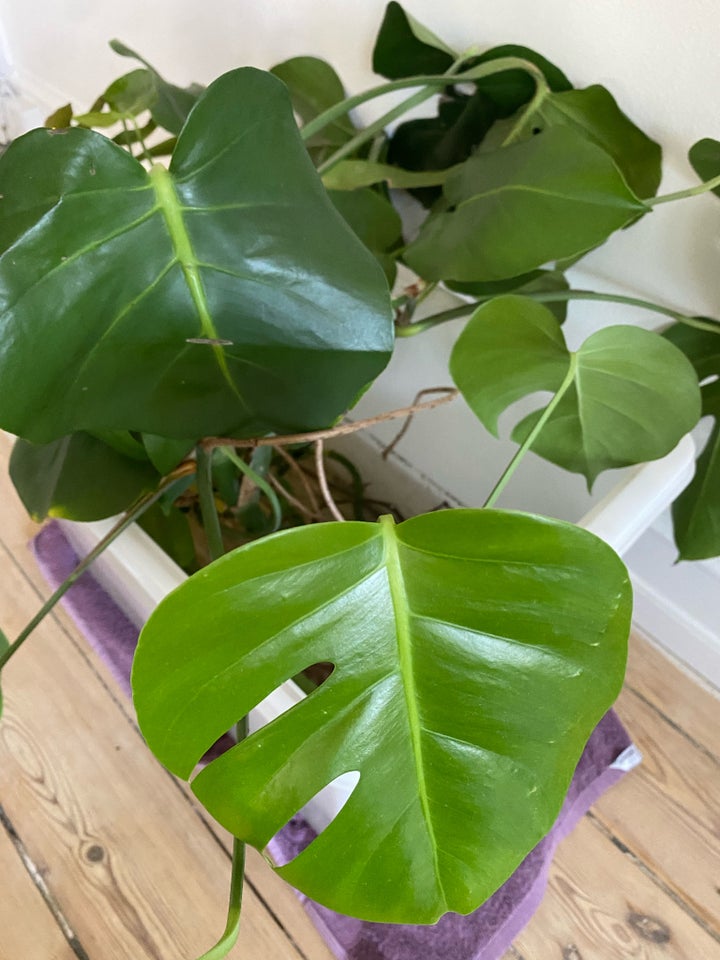 FREE! Monstera cuttings