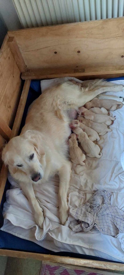 Golden retriver hvalpe sælges