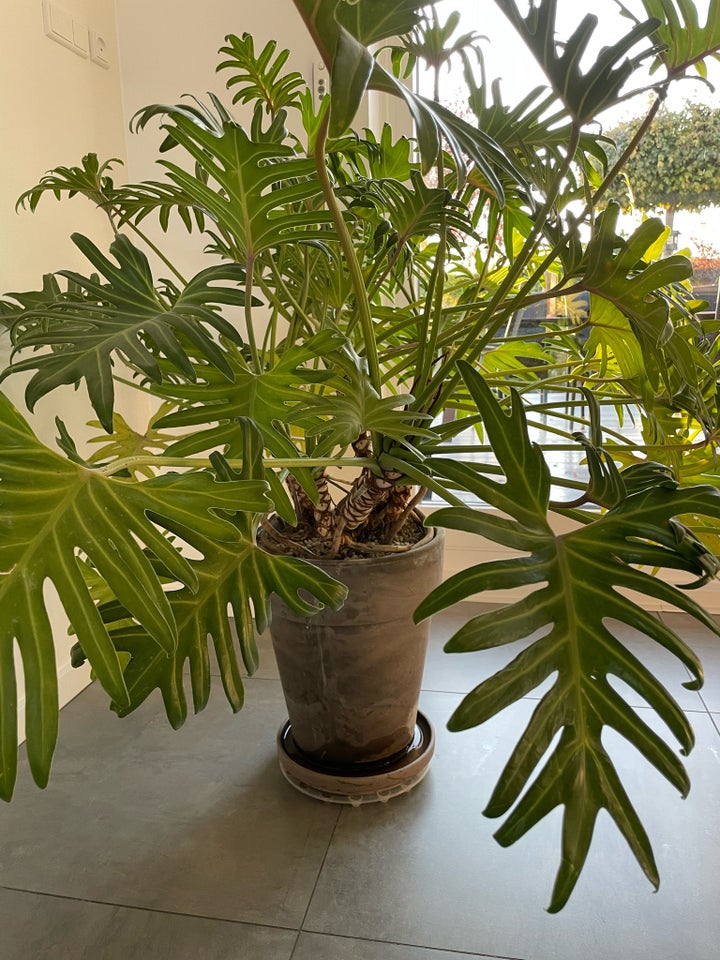 Grøn plante, Philodendron xanadu