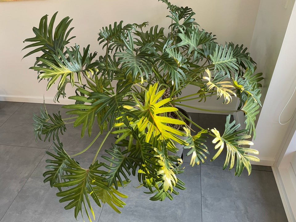 Grøn plante, Philodendron xanadu