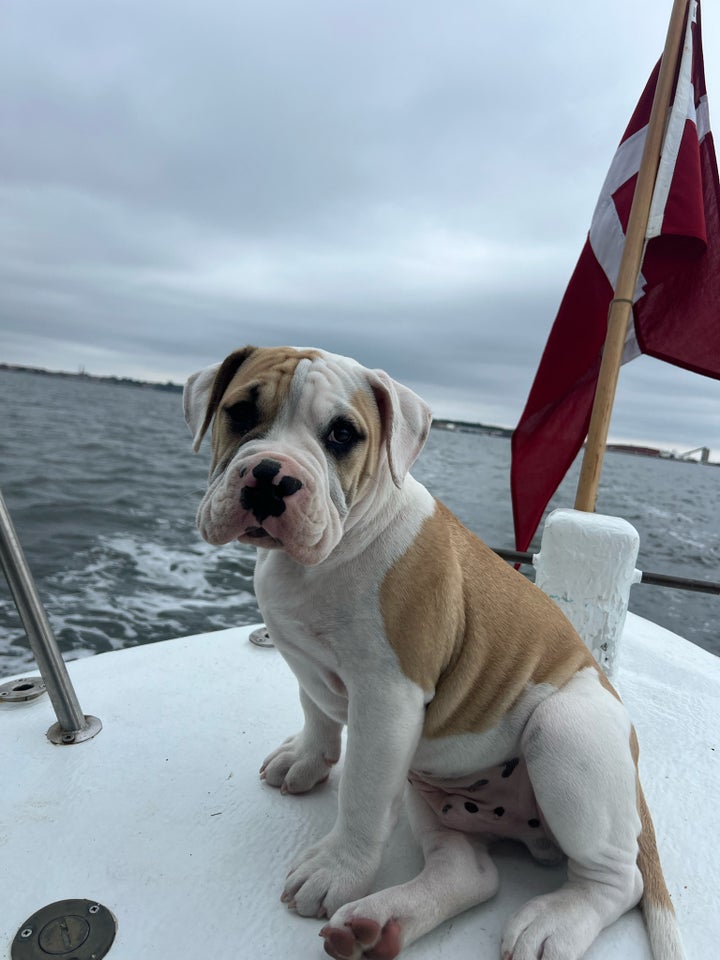 Bulldog hvalp sælges