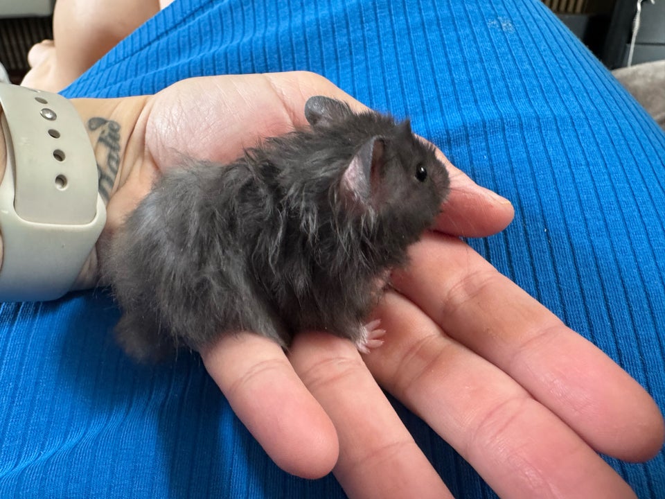 Hamster, Guldhamster , 0 år