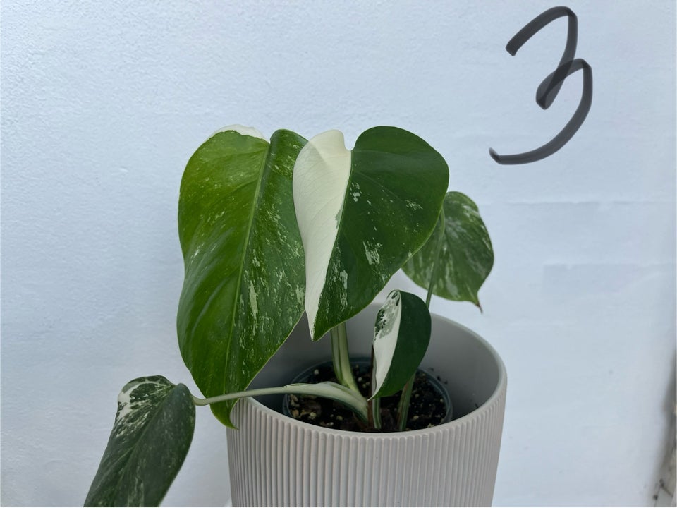 Stueplante Monstera Borgigiana