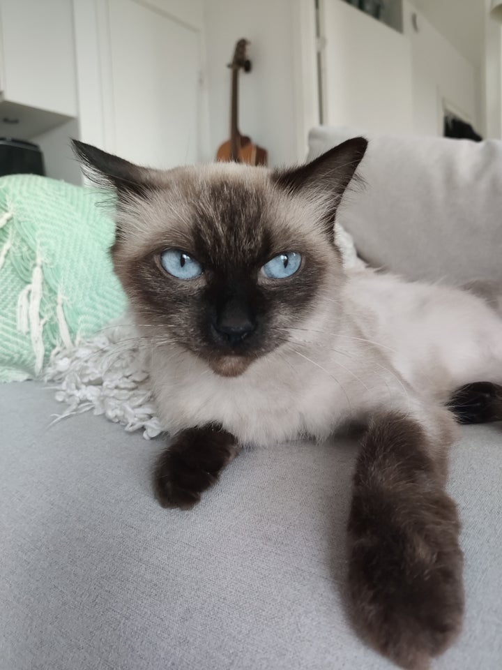 Hunkat, Ragdoll mix, 6 år