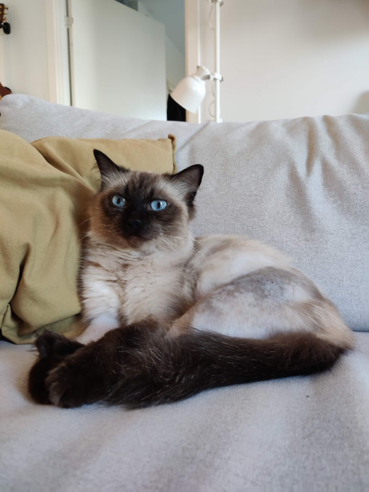 Hunkat, Ragdoll mix, 6 år