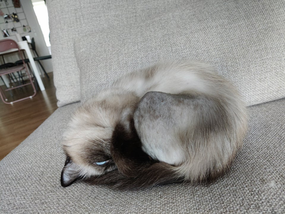 Hunkat, Ragdoll mix, 6 år