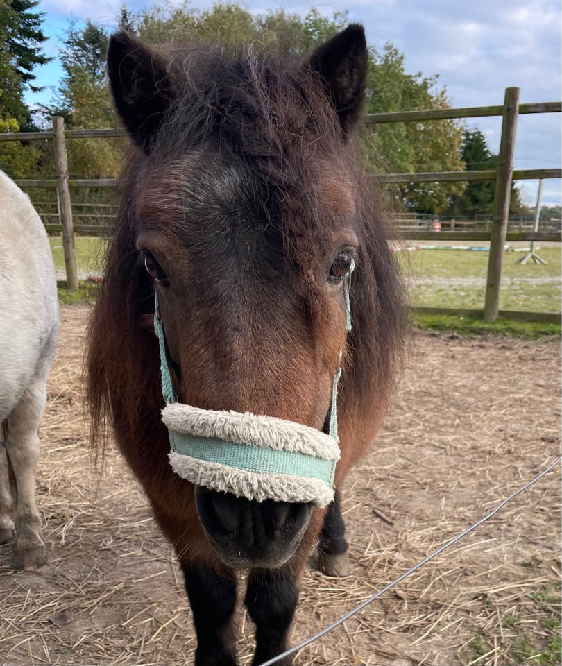 Shetlandspony, hoppe, 11 år