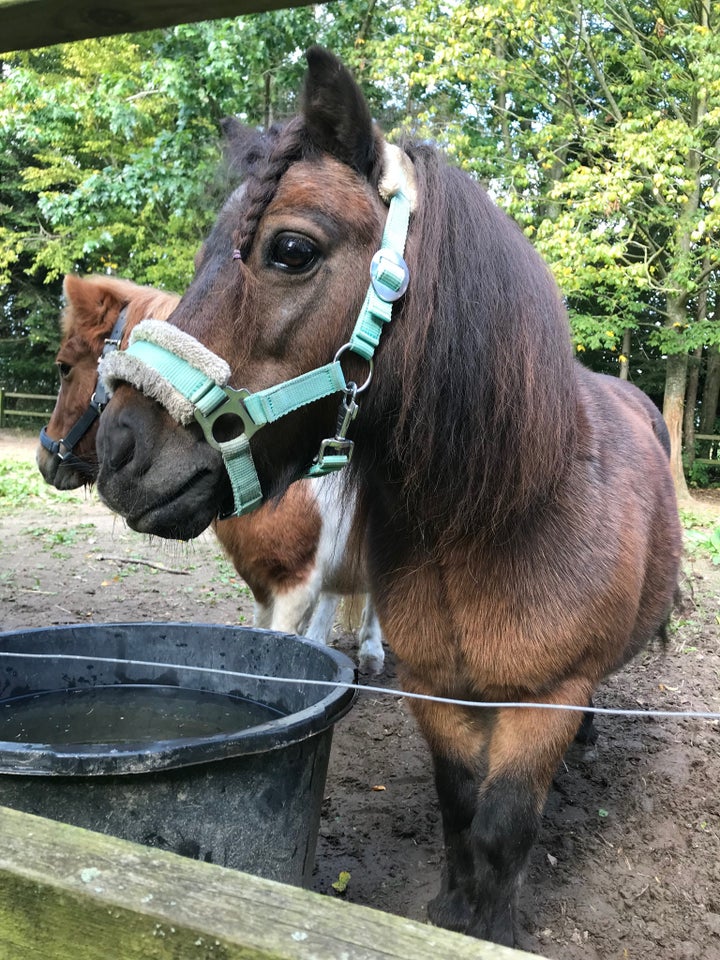 Shetlandspony, hoppe, 11 år