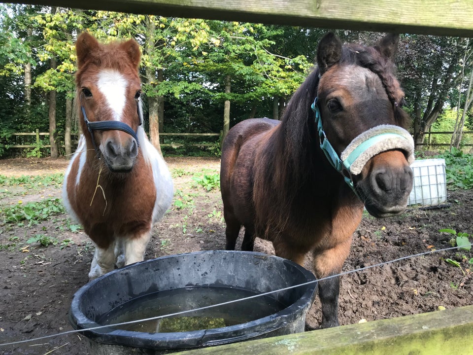 Shetlandspony, hoppe, 11 år