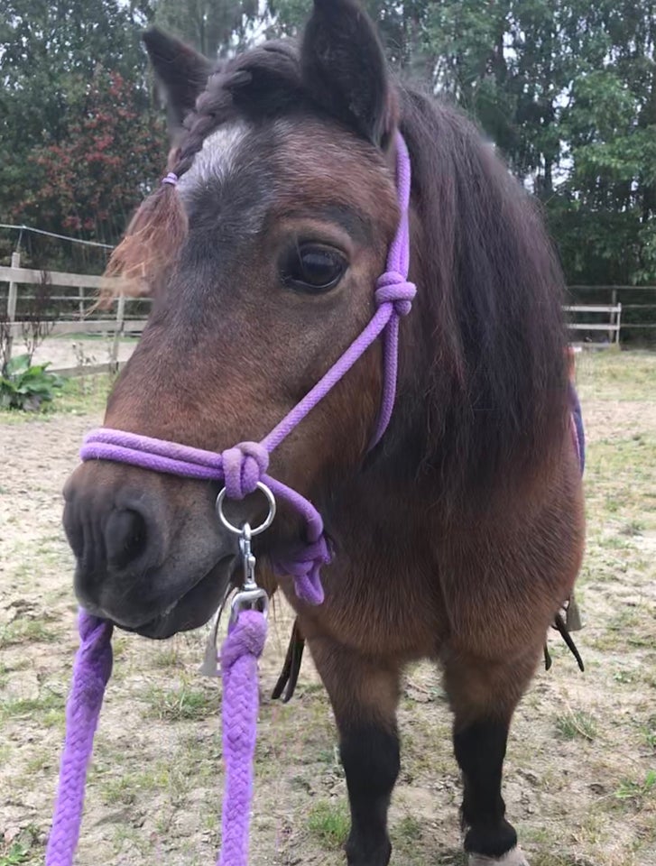 Shetlandspony, hoppe, 11 år