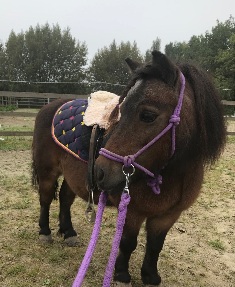 Shetlandspony, hoppe, 11 år