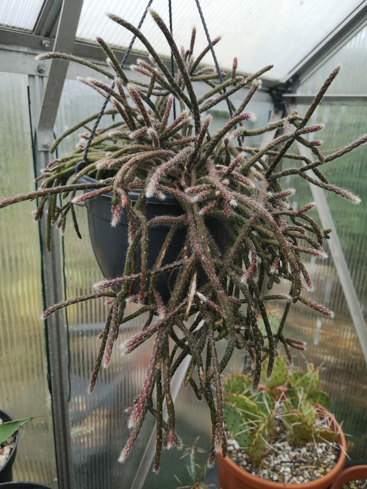 Kaktus, Rhipsalis