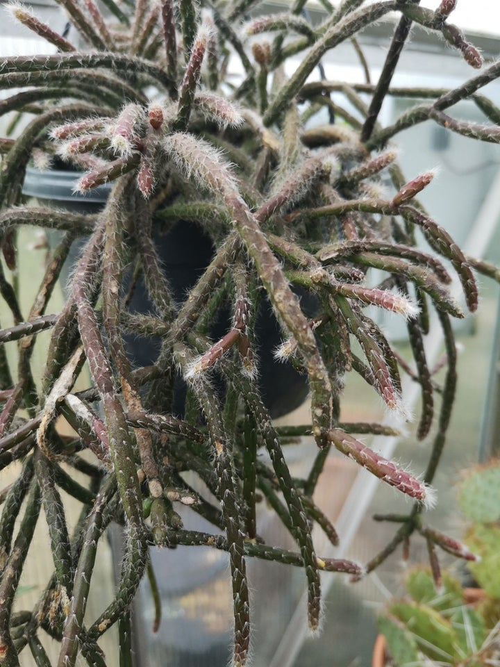 Kaktus, Rhipsalis