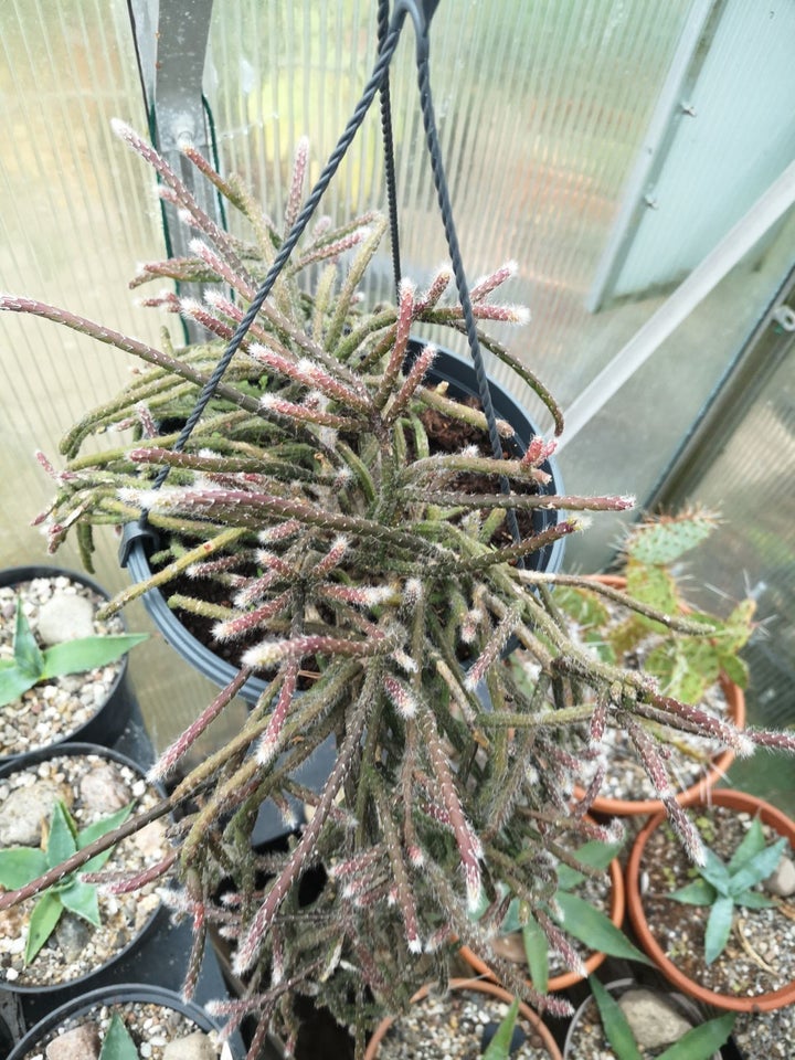 Kaktus, Rhipsalis