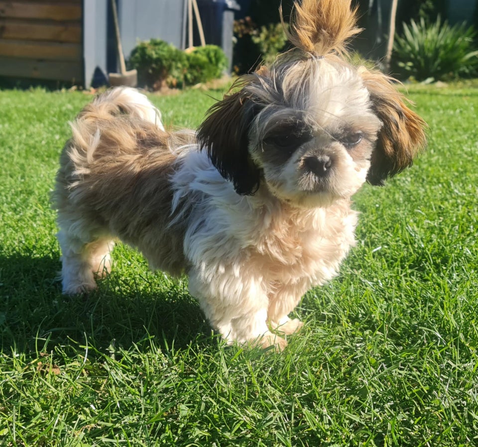 Shih Tzu hundehvalp