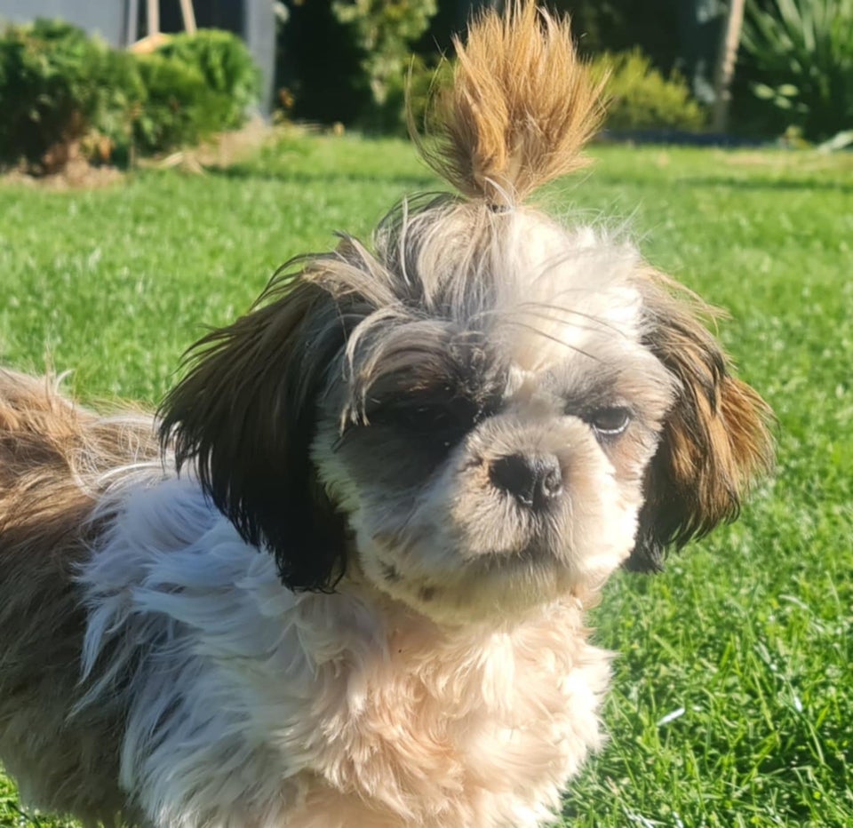 Shih Tzu hundehvalp