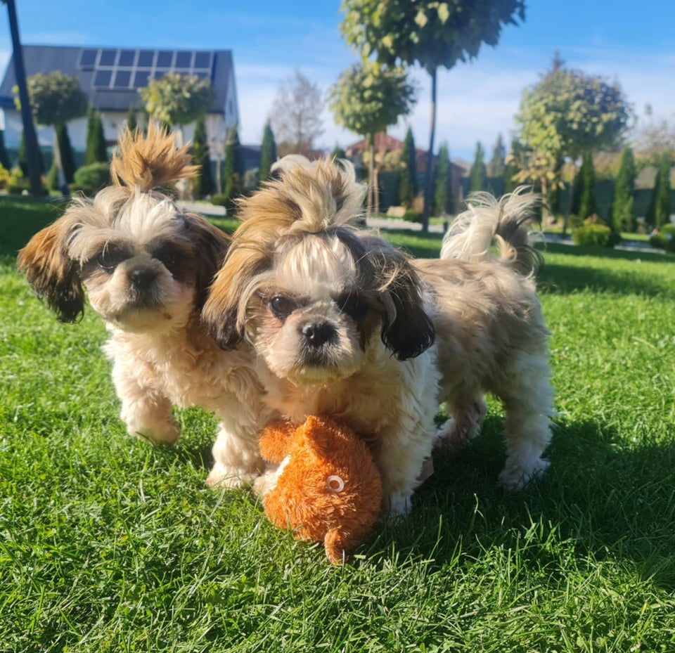 Shih Tzu hundehvalp