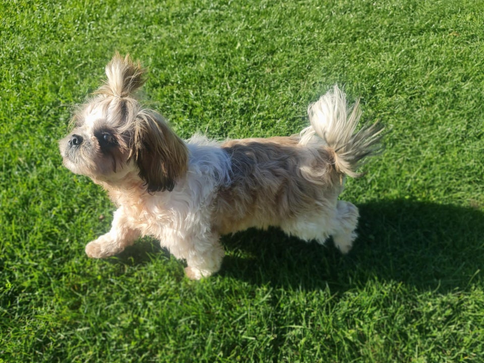 Shih Tzu hundehvalp