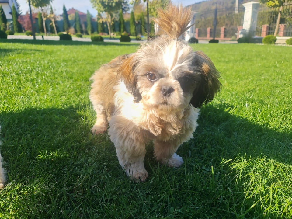 Shih Tzu hundehvalp