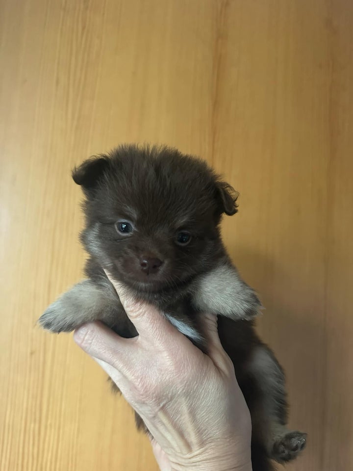 Pomchi, hvalpe, 5 uger