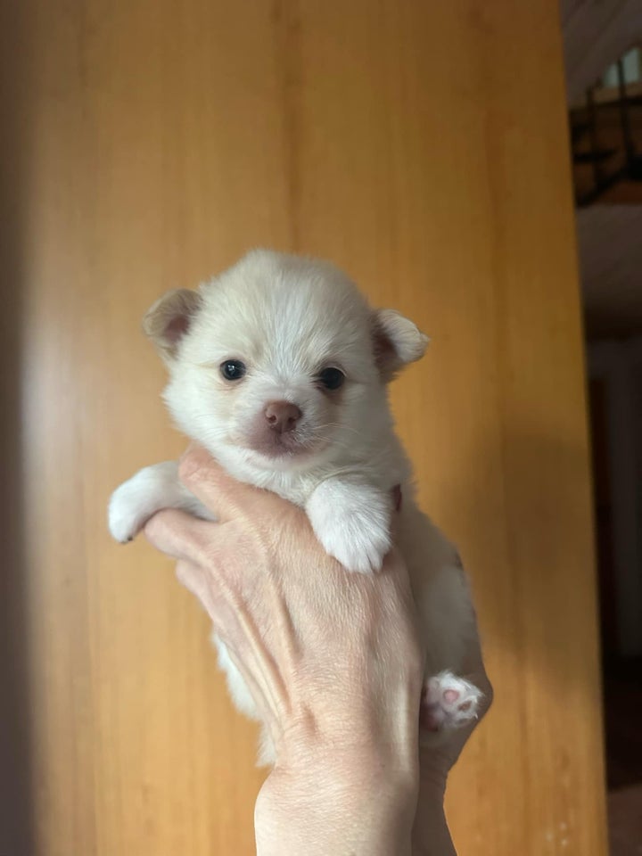 Pomchi, hvalpe, 5 uger