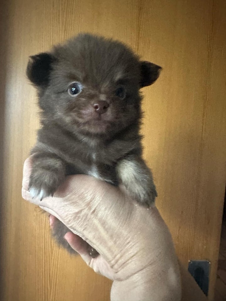 Pomchi, hvalpe, 5 uger