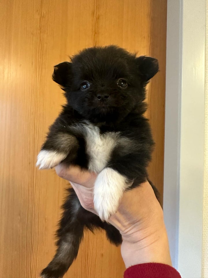 Pomchi, hvalpe, 5 uger