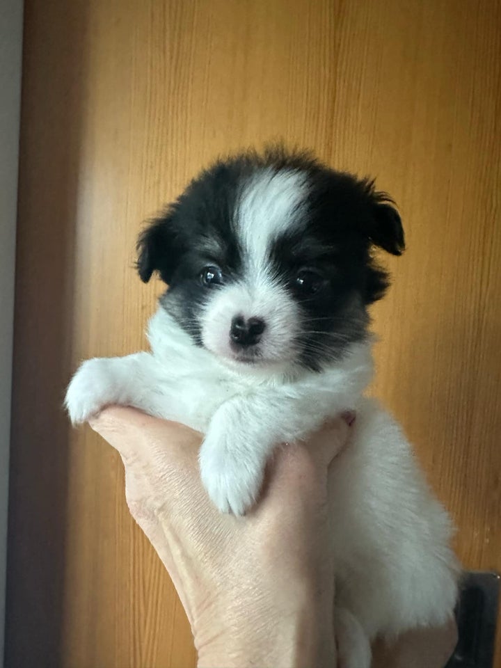 Pomchi, hvalpe, 5 uger