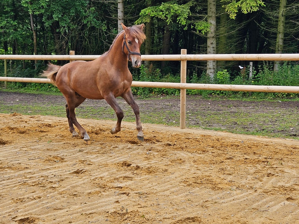 New Forest vallak 1 år