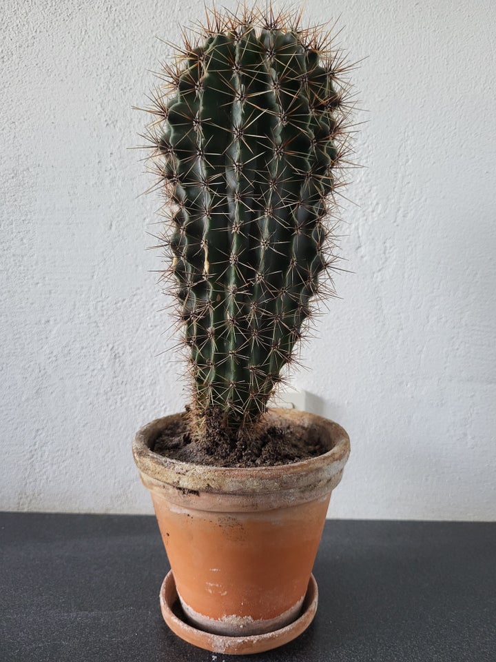 Kaktus Echinopsis