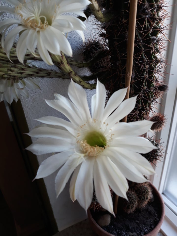 Kaktus Echinopsis