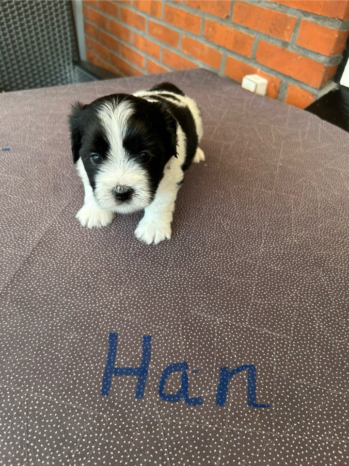 Bichon Havanaise/ Shih Tzu,