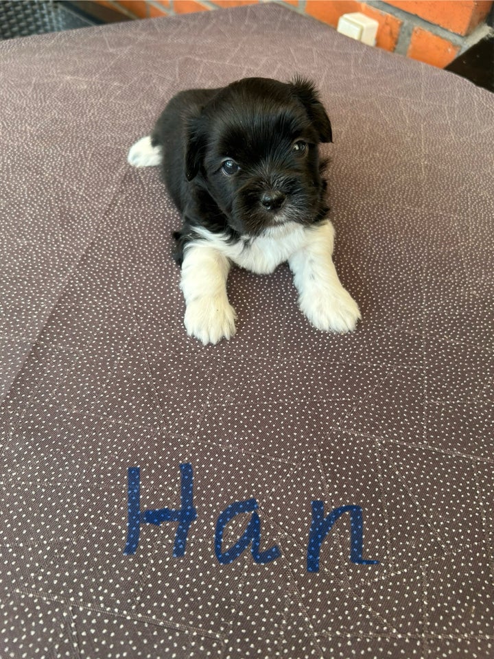 Bichon Havanaise/ Shih Tzu,