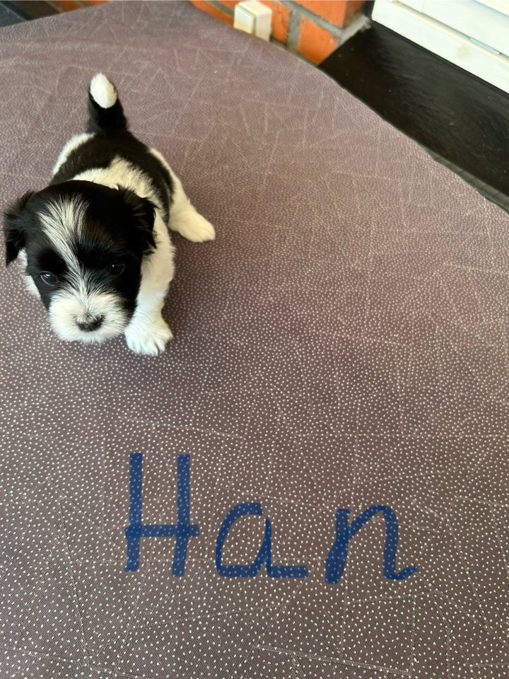 Bichon Havanaise/ Shih Tzu,