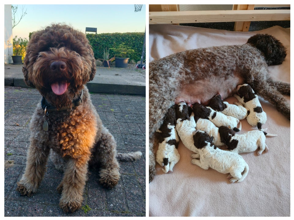 LAGOTTO ROMAGNOLO- Trøffelhund