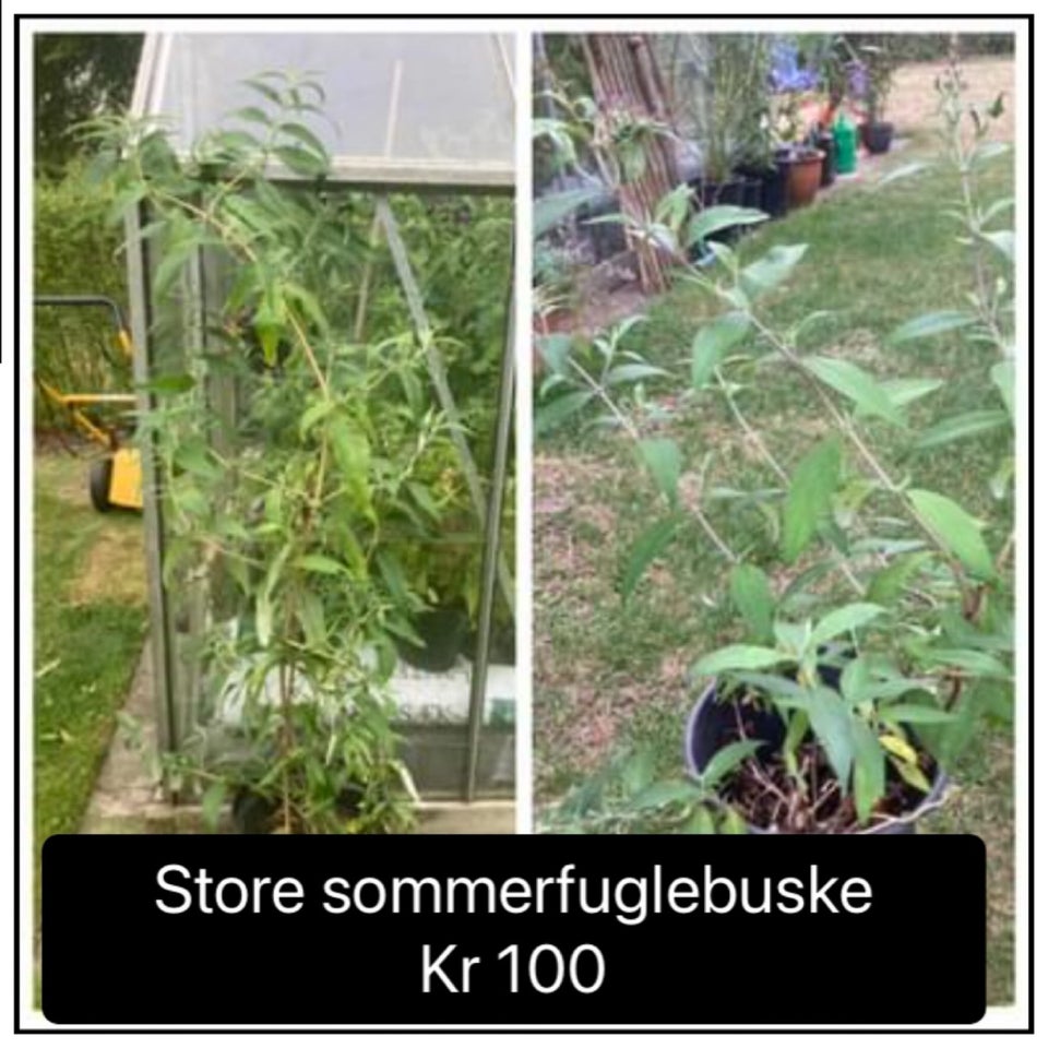 Plante Sommerfuglebusk