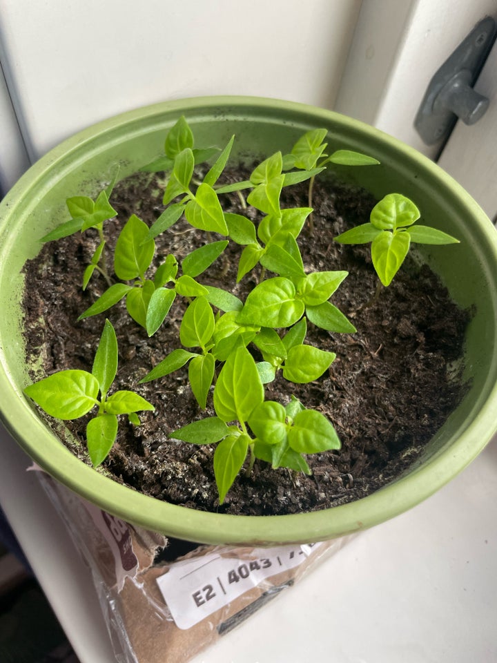 Habanero Yellow chili planter