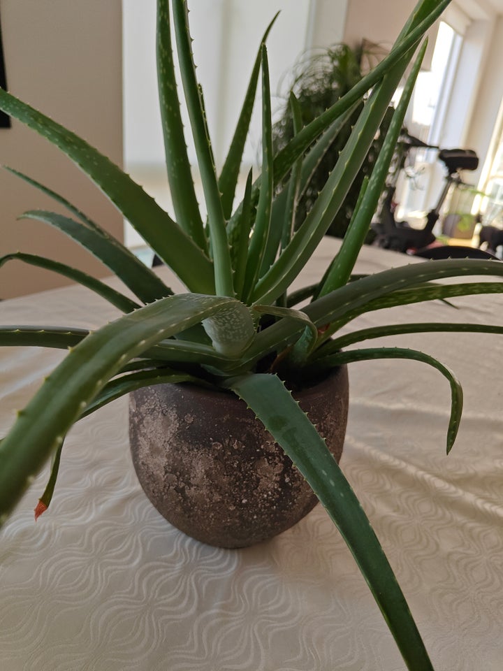 Stueplante, Aloe Vera