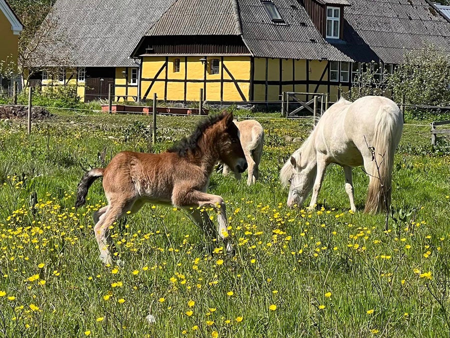 Islænder hingst 0 år