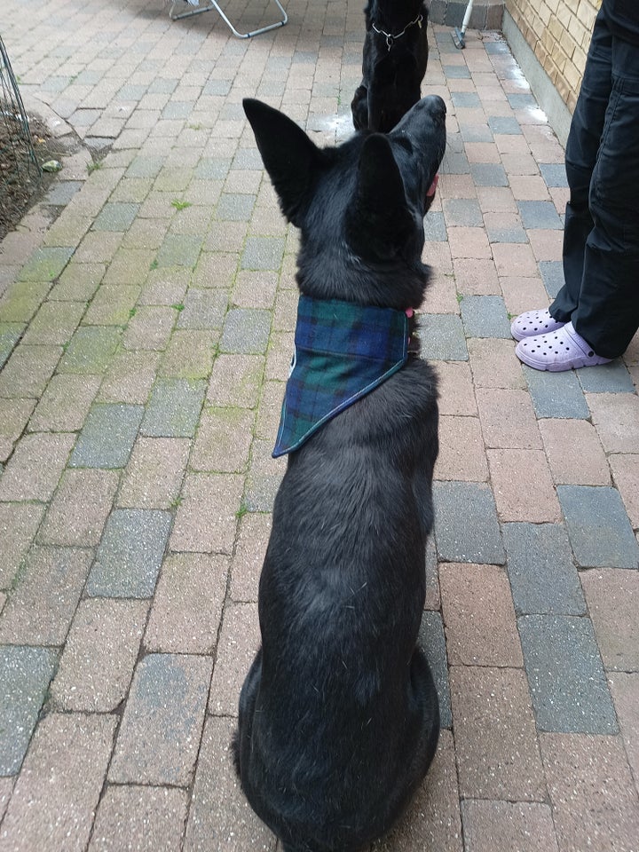 Hundebeklædning Bandana