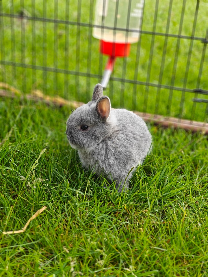 Kanin Ægte hermelin med