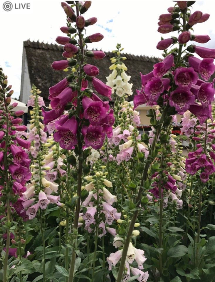 Øko frø Digitalis staude